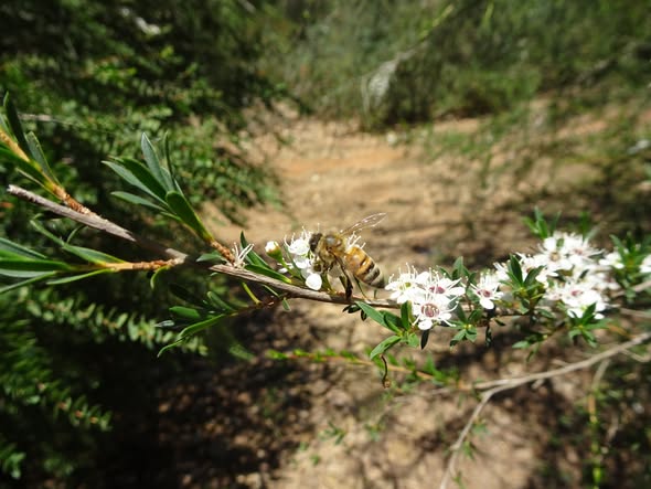 Leptospermum